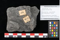 Foto (Objekt + Etikett) von Equisetum arenaceum Jaeg. (NHMW-GEO-2024-0188-10544)
